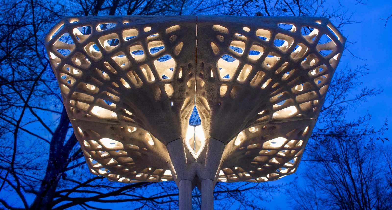 Marinaressa Coral Tree